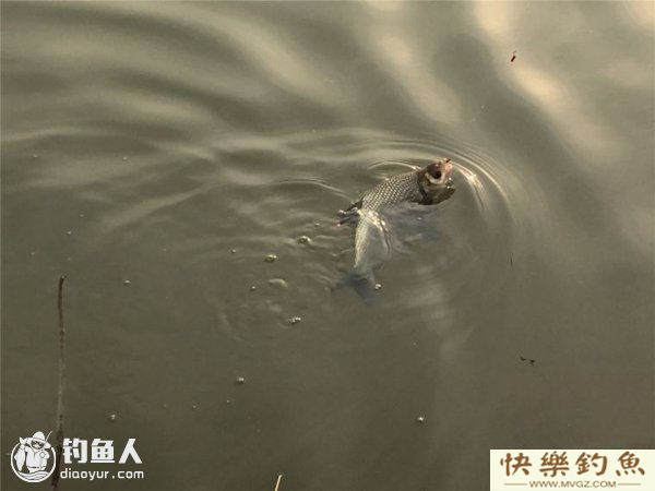 浅谈鳊鱼的五种垂钓技法(图1)