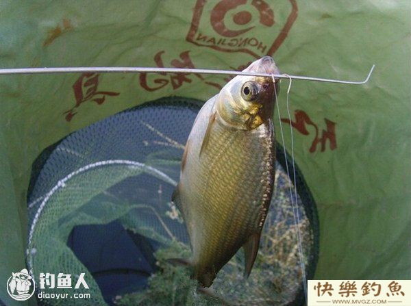 春季鳊鱼的钓点、钓具选择与施钓技巧(图2) 春季鳊鱼的钓点、钓具选择与施钓技巧(图2)