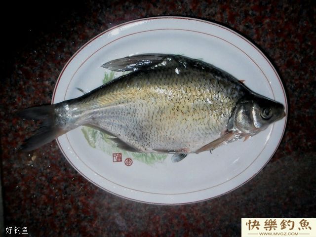 钓鳊鱼的5个实用技巧(图2)