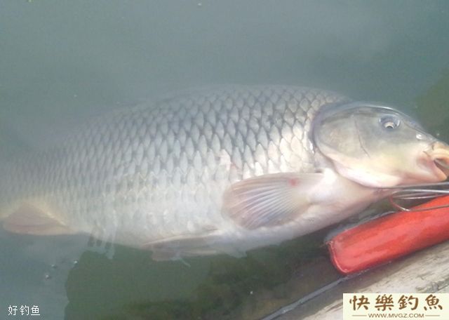 钓鳊鱼的5个实用技巧(图3)