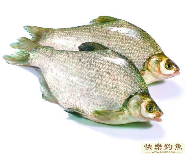 钓鳊鱼的5个实用技巧(图1)