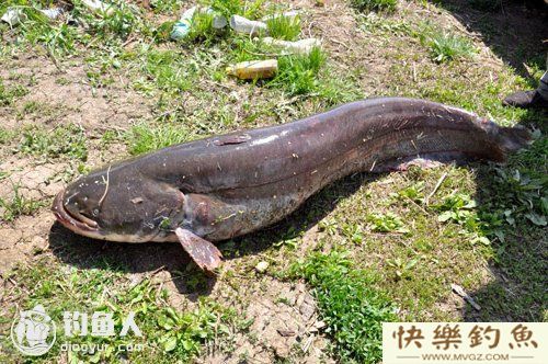 夜钓鲶鱼技巧之钓具与饵料的选择(图1)