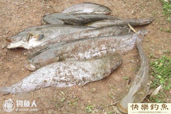 钓友分享鲶鱼的打窝技巧汇总(图1)