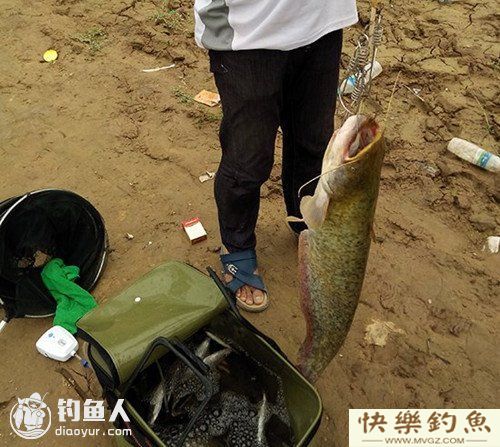 爆炸钩挂白条巧钓鲶鱼技巧(图1)