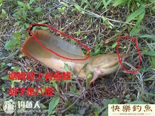 图文详解塘鲺、鲶鱼的区别介绍(图2)