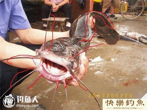 图文详解塘鲺、鲶鱼的区别介绍(图1)