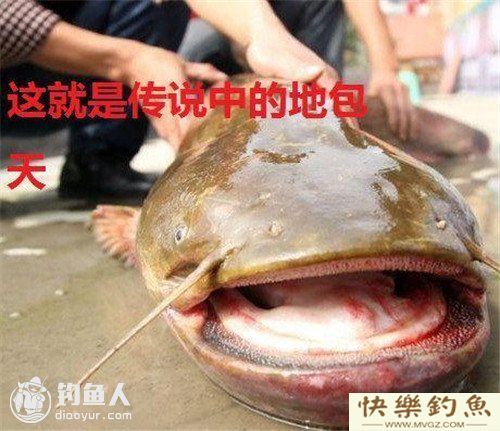 图文详解塘鲺、鲶鱼的区别介绍(图7)