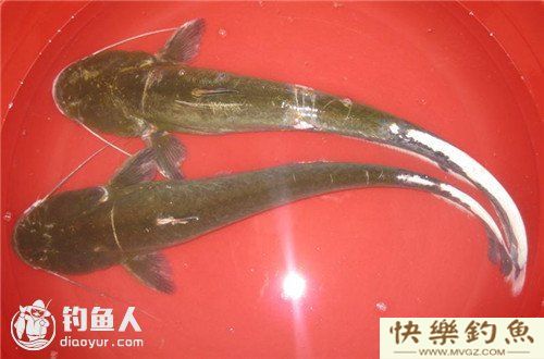 图文详解塘鲺、鲶鱼的区别介绍(图4)