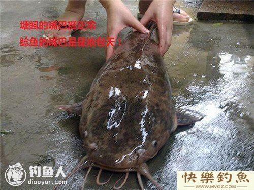 图文详解塘鲺、鲶鱼的区别介绍(图3)