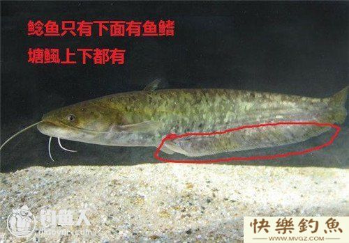 图文详解塘鲺、鲶鱼的区别介绍(图5)