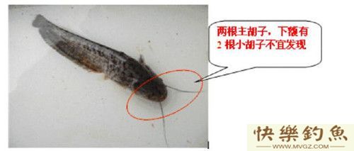 图文详解塘鲺、鲶鱼的区别介绍(图6)
