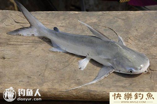 图文详解塘鲺、鲶鱼的区别介绍(图9)