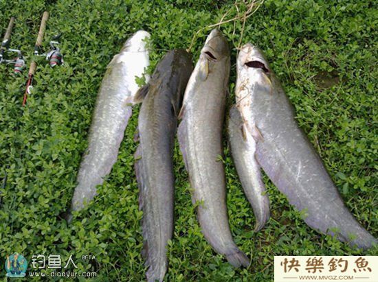 钓鲶鱼的珍藏之宝之乱石底钓组(图2)