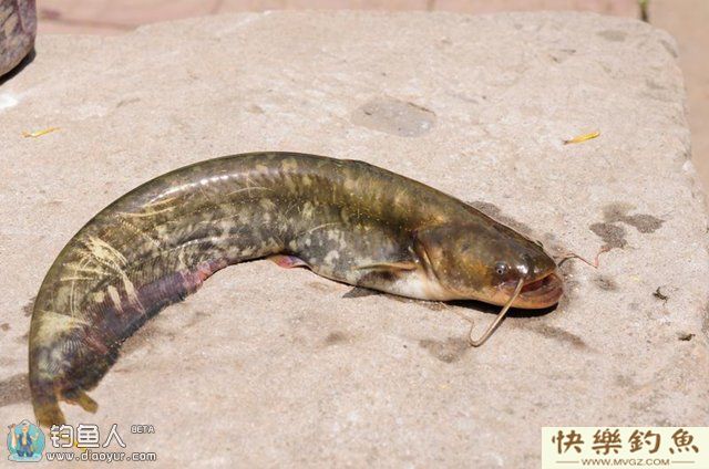 钓鲶鱼用什么饵料以及钓鲶鱼的技巧(图1)