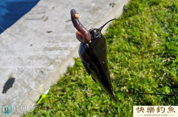 南方冬季垂钓鲶鱼的六个要领(图2)