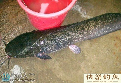 活饵钓大鲶鱼的钓点选择与钓鱼技巧(图1)