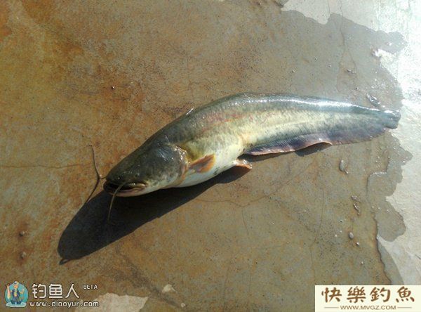 野钓大型鲶鱼正确选择钓点的方法(图1)