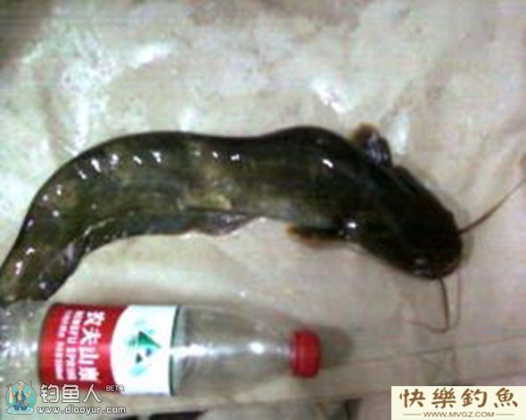 五个绝招教你野钓战胜鲶鱼(图1)