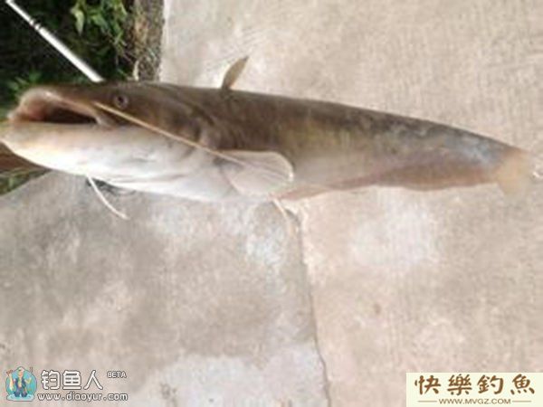 分享野钓鲶鱼的六点技巧心得(图1)