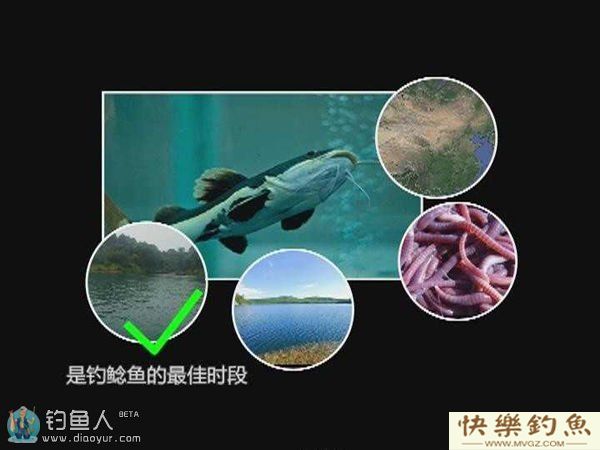 夜钓鲶鱼时必知的五个知识点(图1)