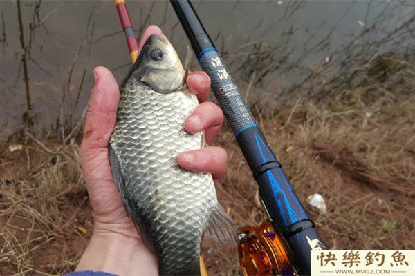 浅谈冬季鱼的活性及野钓鲫鱼技巧(图1) 浅谈冬季鱼的活性及野钓鲫鱼技巧(图1)