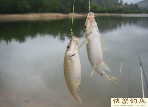 浅谈野外钓鲫鱼的线组搭配(图1)
