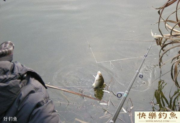 冬季河流野钓鲫鱼的技巧(图1)