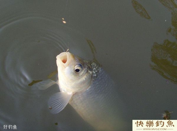 冬季野钓鲫鱼的实用性技巧(图1)