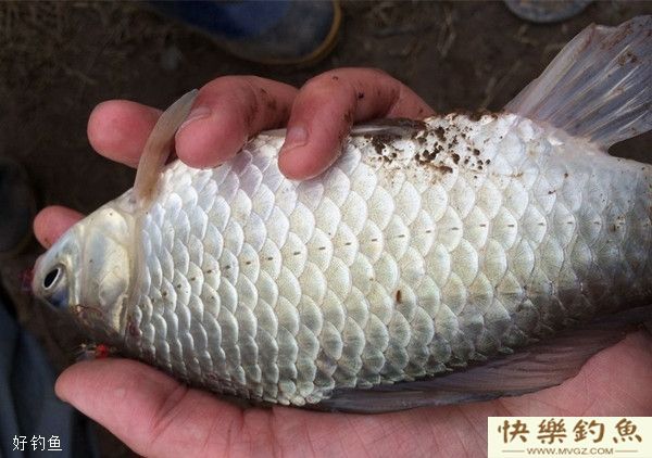 冬季野钓鲫鱼的实用性技巧(图2)