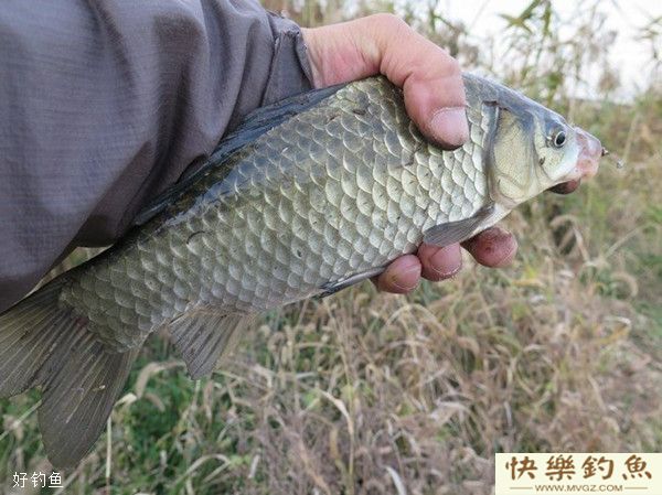冬季钓野生大板鲫的技巧(图1)