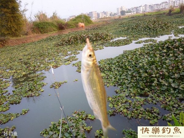 漫谈野钓对付小鱼闹窝的六个密招(图1) 漫谈野钓对付小鱼闹窝的六个密招(图1)