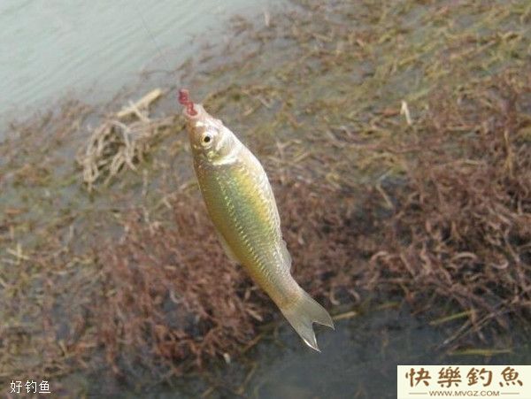 漫谈野钓对付小鱼闹窝的六个密招(图2) 漫谈野钓对付小鱼闹窝的六个密招(图2)
