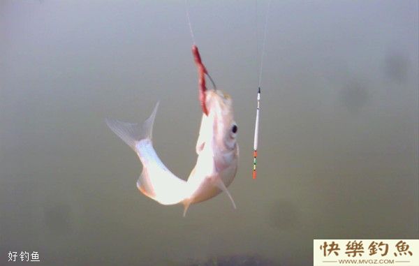 冬季手竿蚯蚓饵野钓的四个技巧(图2)