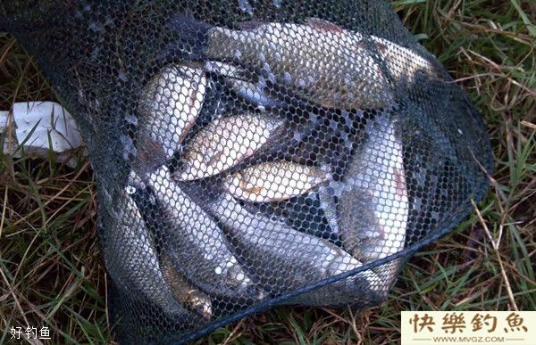 冬季野钓大鲫鱼的技巧分析(图3)