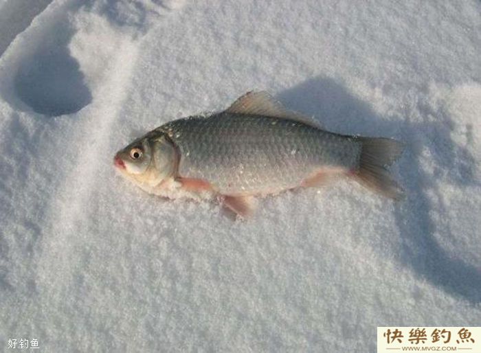 冰钓的最佳时机选择技巧(图3)