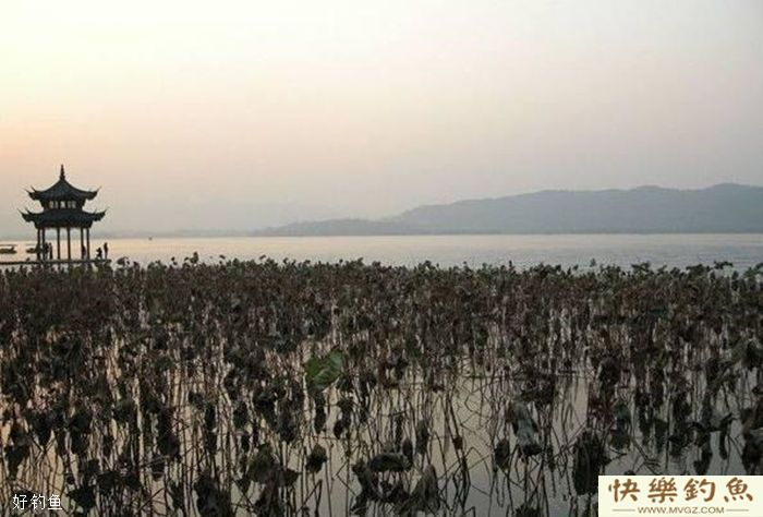 残荷塘中藏大鲫鱼,冬季藕塘钓鲫鱼技巧(图3) 残荷塘中藏大鲫鱼,冬季藕塘钓鲫鱼技巧(图3)