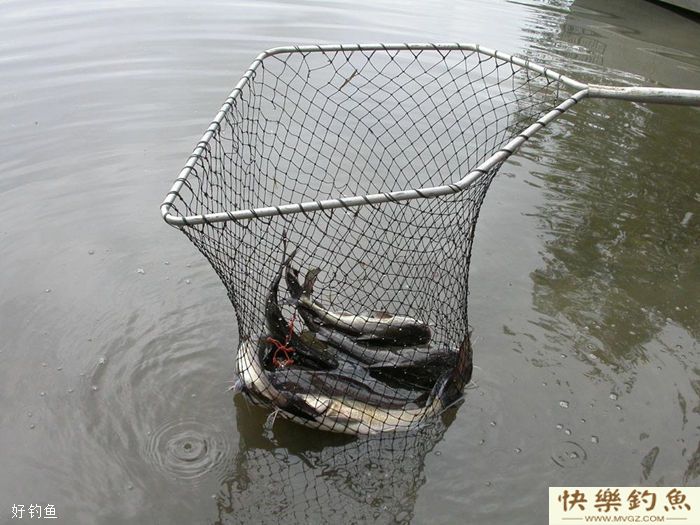 鲫鱼的食性及冬钓大鲫十技巧(图2) 鲫鱼的食性及冬钓大鲫十技巧(图2)