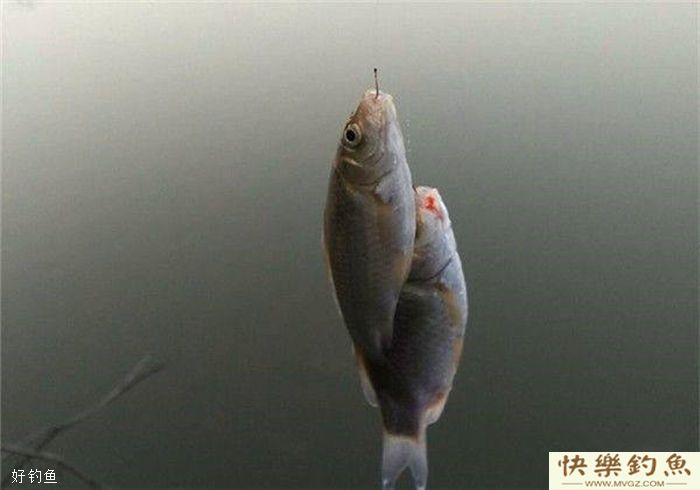 鲫鱼的食性及冬钓大鲫十技巧(图4) 鲫鱼的食性及冬钓大鲫十技巧(图4)