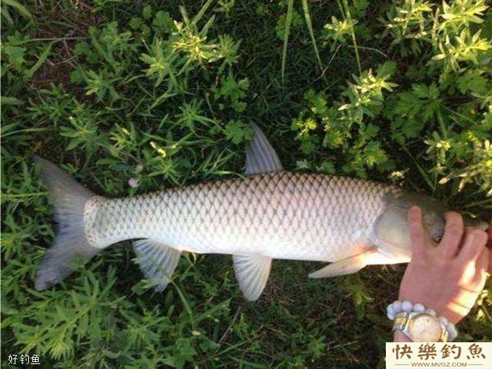 冬季长竿短线七星漂钓鲫鱼技巧(图3) 冬季长竿短线七星漂钓鲫鱼技巧(图3)