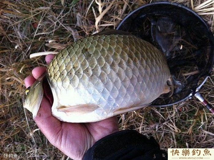 冬钓鲫鱼七不宜,知道了对冬季钓鱼大有好处!(图4) 冬钓鲫鱼七不宜,知道了对冬季钓鱼大有好处!(图4)