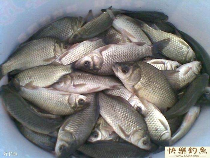 冬季野钓窍门，上鱼率提高三倍！(图3)