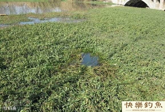 冬钓鲫鱼不懂钓草洞,那你就别玩了(图1) 冬钓鲫鱼不懂钓草洞,那你就别玩了(图1)