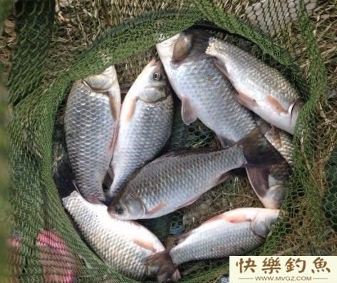 冬钓鲫鱼不懂钓草洞,那你就别玩了(图2) 冬钓鲫鱼不懂钓草洞,那你就别玩了(图2)