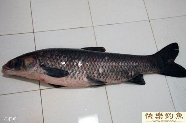 秋季钓大青必须知道的五大技巧(图2)