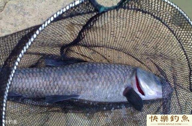 秋季钓大青必须知道的五大技巧(图1)