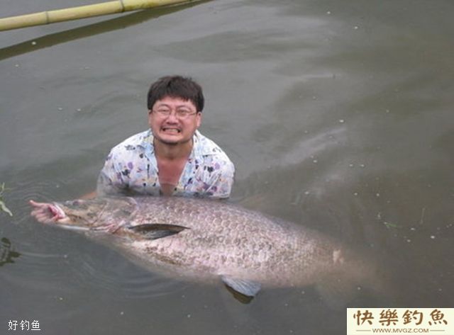 大青鱼选钓位与做鱼窝的方法(图1)