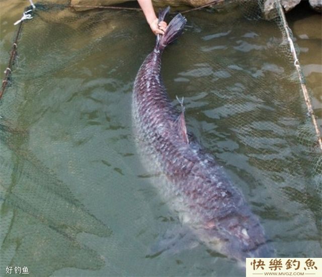 大青鱼选钓位与做鱼窝的方法(图2)