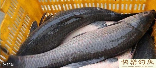 青鱼的钓点、钓具、用饵及溜鱼技巧(图1) 青鱼的钓点、钓具、用饵及溜鱼技巧(图1)