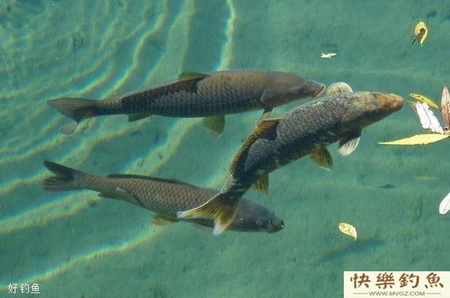 传统钓法钓青鱼的钓具、打窝和钓位技巧(图2)