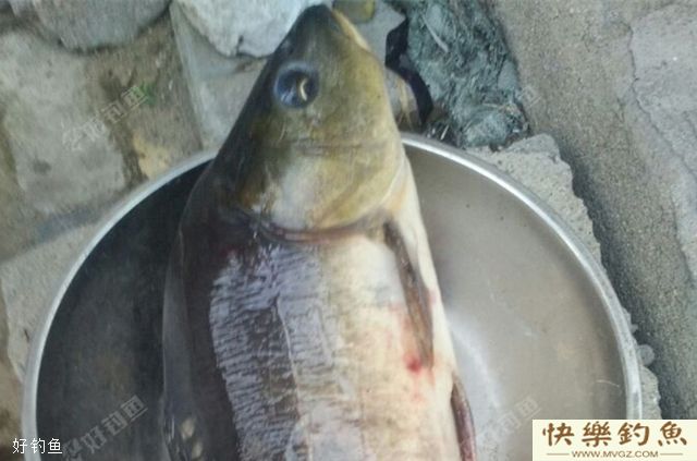 夏天钓青鱼的四个实用技巧(图3)